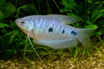 Trichogaster trichopterus Três pontos, gourami azul