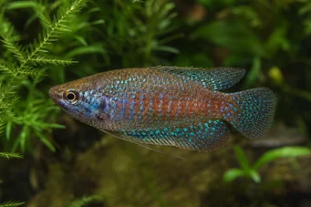 Trichopsis pumila Gourami anão