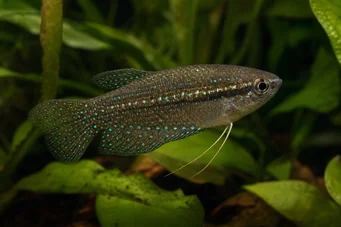 Trichopsis pumilus Trichopsis pumila (Grogneur)