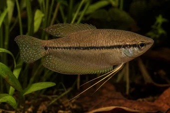 Trichopsis vittatus Gourami Howler