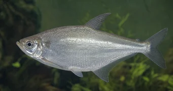 Triportheus albus Fabricante de tetra com barbatanas amarelas