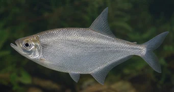 Triportheus angulatus Pontuado