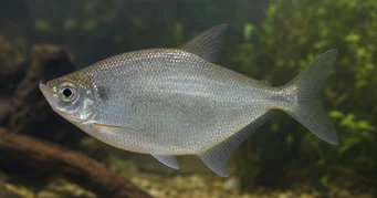 Triportheus rotundatus Tetra redonda da besta