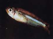 Tyttocharax atopodus Bigode tetra