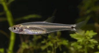Tyttocharax atopodus Bigode tetra