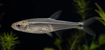 Xenagoniates bondi Tetra de vidro com frente dourada