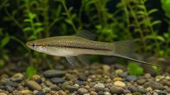 Xiphophorus neuzalanahotl Espada manchada