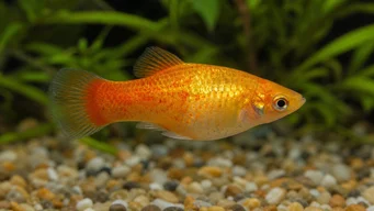Xiphorus maculatus (Xipho verde ou xipho selvagem)