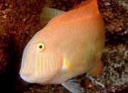 Xyrichthys novacula Pérola