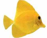 Zebrasoma flavescens Cirurgião amarelo