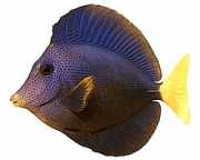 Zebrasoma xanthurum Acanthure amarelo -rabo