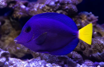 Zebrasoma xanthurum Acanthure amarelo -rabo