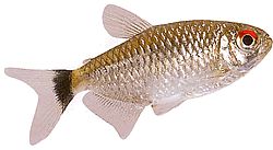 Moenkhausia oligolepis (Moenkhausia com olhos vermelhos)