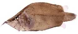 Monocirrhus polyacanthus (Bombeiro)