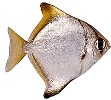 Monodactylus argenteus (Peixe da lua)