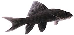 Morulius chrysophekadion (Labéo preto)