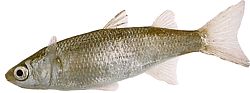 Mugil labrosus (Mulas com lábios grandes)