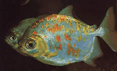 Myleus rubripinnis luna (Metynnis-Lune com Red Hook)