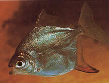 Myleus rubripinnis rubripinnis (Metynnis com gancho vermelho)