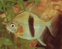 Myleus schomburgkii (Schomburgy Myleus, Black Bar Myleus)