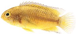 Nannacara anomala