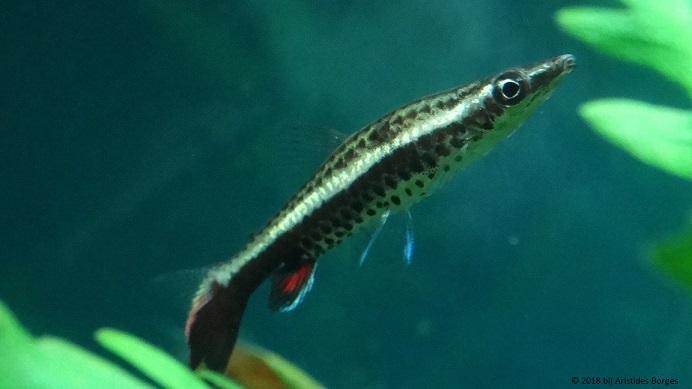 Nannobrycon eques (Lápis)