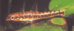 Nannocharax fasicatus (Seybold Nannoharax)