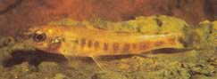 Nannocharax macropterus Tetra-Flechete africano com albacas grandes