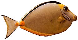 Naso lituratus (Espurra laranja nasal)