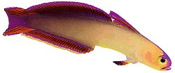 Nemateleotris decora
