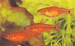Neolebias ansorgii forme rouge