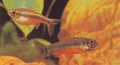 Neolebias ansorgii (Characin de Ansorge, Rouge du Camarões)