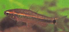 Neolebias axelrodi Neolebias Axelrod