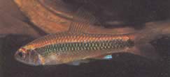 Neolebias kerguennae (Neolebias de Kerguenn)
