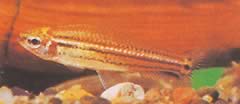Neolebias trilineatus CARACTER AFRICANO COM TRÊS BANDAS
