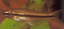 Neolebias unifasciatus Neolebias negras, caráter africano para uma banda