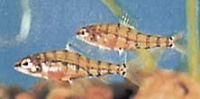 Odontocharacidium aphanes Aphanes de OdontoCharacidium