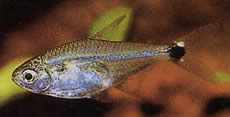 Odontostilbe pulchra Pulchra Tetra