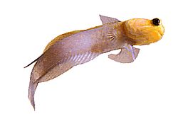 Opistognathus aurifrons (Opistognathe na frente Doré)