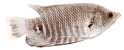 Osphronemus goramy (Gourami gigante)