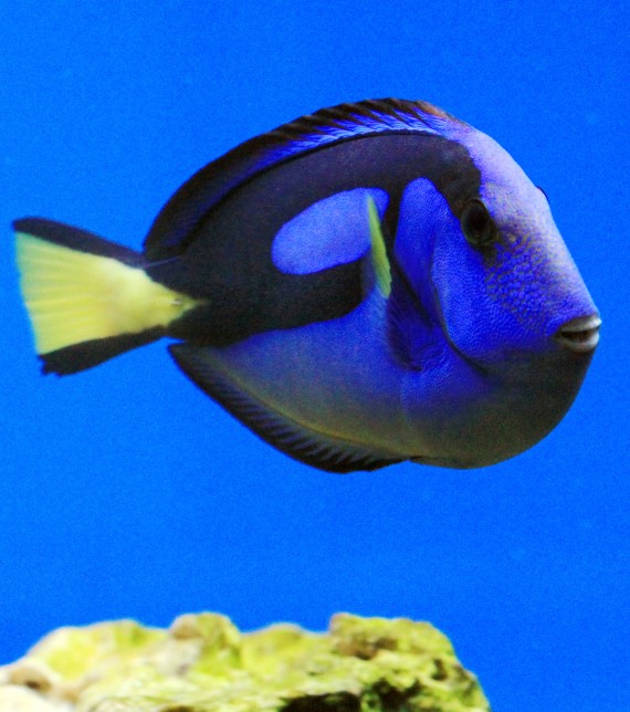 Paracanthurus hepatus