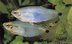 Paragoniates alburnus (Tetra de vidro azul, tetra-pasca)