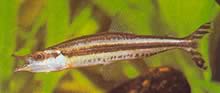 Paraphago rostratus Phago listrado