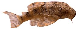 Peckoltia pulcher (Peixe -gato de batalha anão)