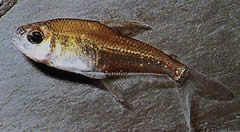 Phenacogaster megalostictus Grande Tetra de vidro de mancha