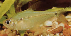 Phenacogaster pectinatus Pectinatus, banda dourada tetra