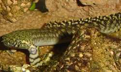Polypterus ornatipinnis