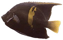 Pomacanthus maculosus Peixe anjo em croissant