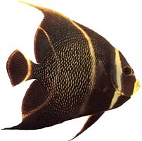 Pomacanthus paru (Anjo francês)