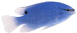 Pomacentrus caeruleus Senhora azul-verde
